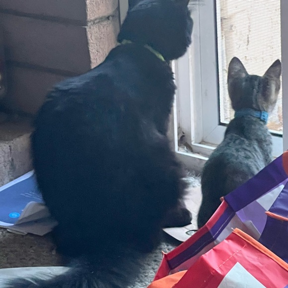 🐈‍⬛Cat Mom🐾 BAY AREA Native😎, GSW Dubs🏀,49er Faithful🏈,SF Giants⚾️UCLA Alum - Picture 16 of 16